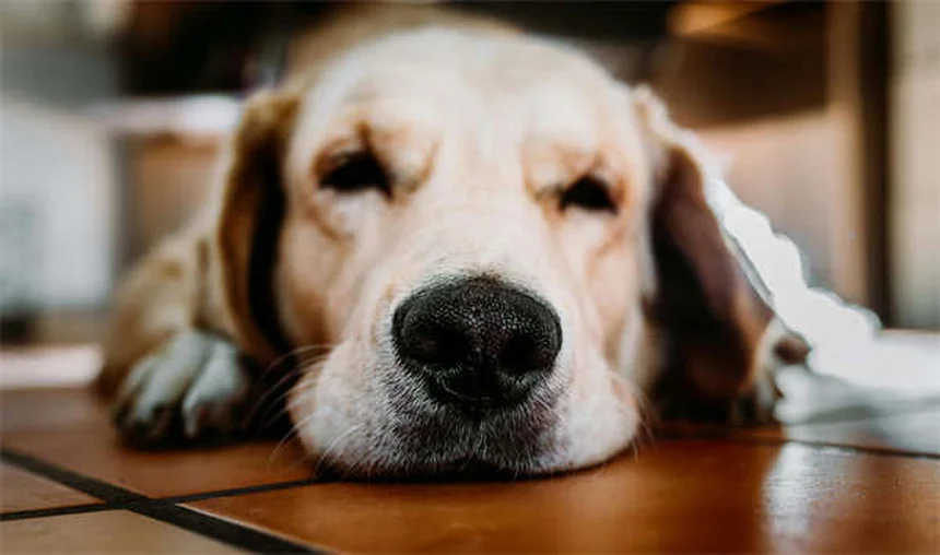 Problèmes dentaires chez les lapins : solutions pour malocclusion et élongation