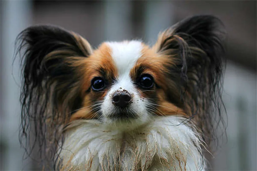 Dirofilariose chez le chien : coûts et traitement expliqués simplement
