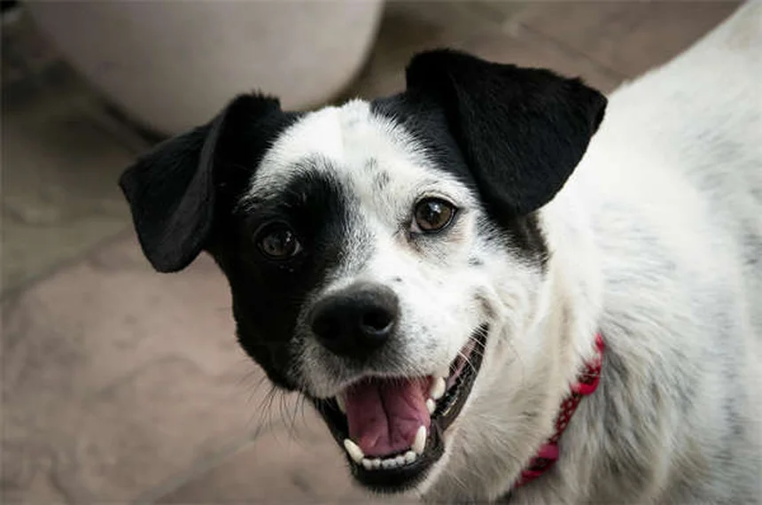 Comment aider un chien timide ? 7 astuces de pro pour booster sa confiance