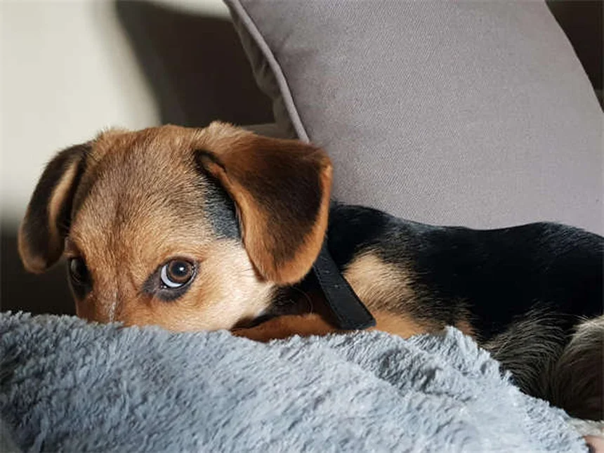 Comment aider un chien timide ? 7 astuces de pro pour booster sa confiance