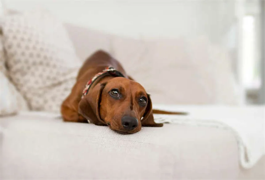 Comment aider un chien timide ? 7 astuces de pro pour booster sa confiance