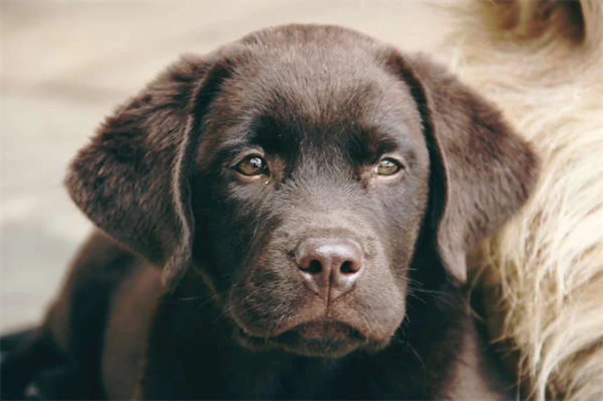 Canine Good Citizen : 5 étapes pour réussir le test avec votre chien