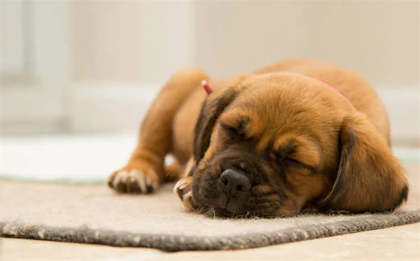 Canine Good Citizen : 5 étapes pour réussir le test avec votre chien
