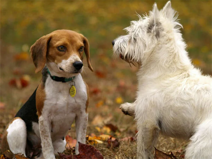 Canine Good Citizen : 5 étapes pour réussir le test avec votre chien