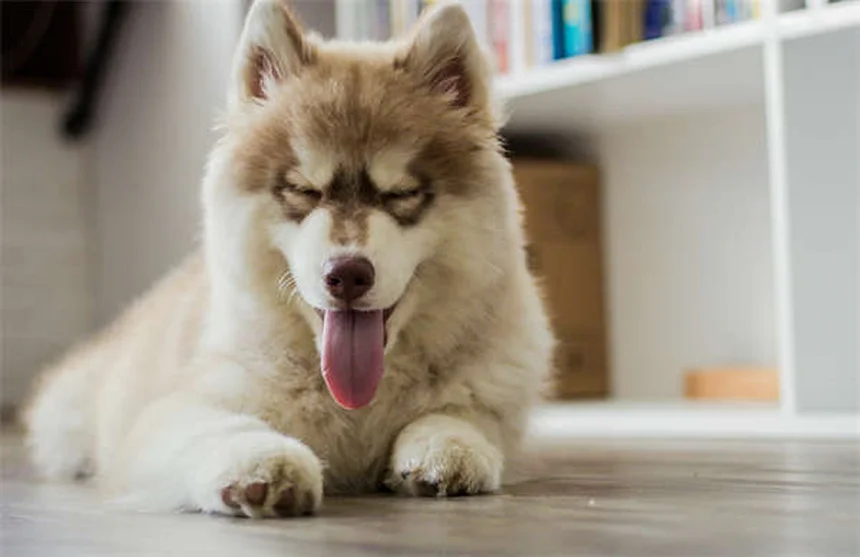 Canine Good Citizen : 5 étapes pour réussir le test avec votre chien