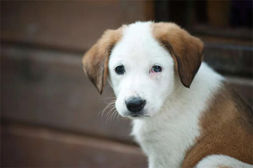 Lure Coursing pour chiens : le guide complet pour débuter