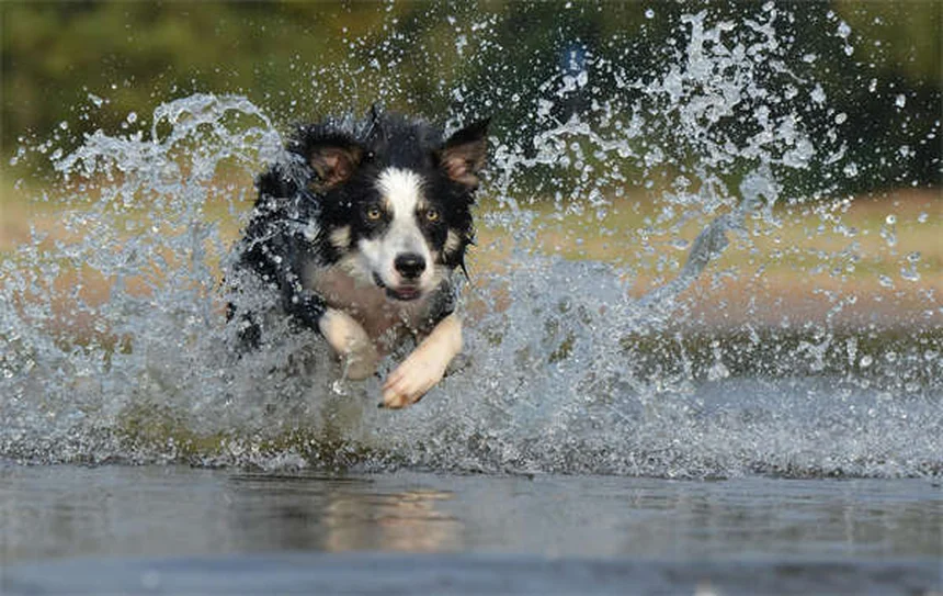 Le Lure Coursing pour chiens : le guide complet pour débuter