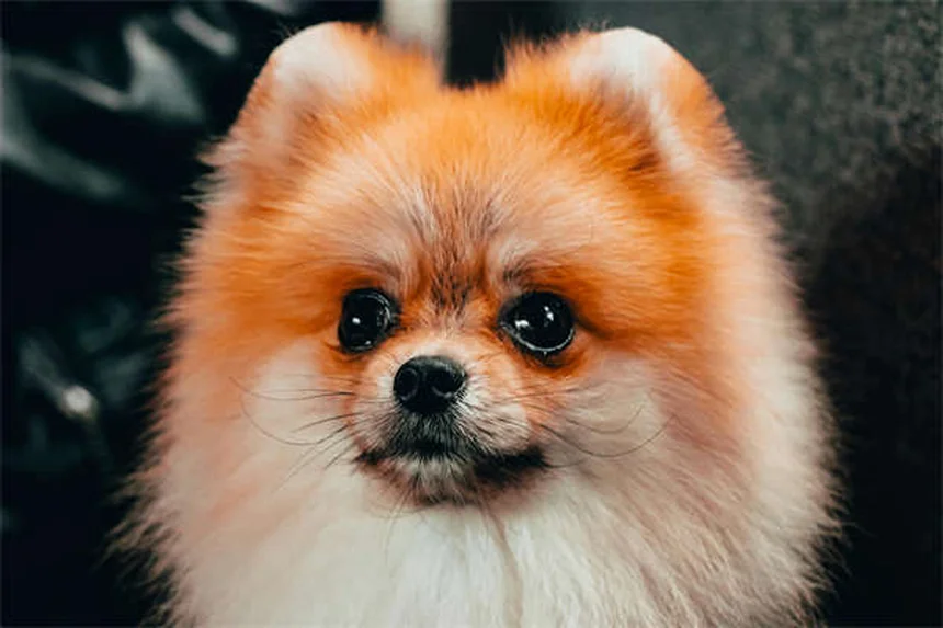 La dirofilariose chez le chien : coûts et traitement expliqués simplement