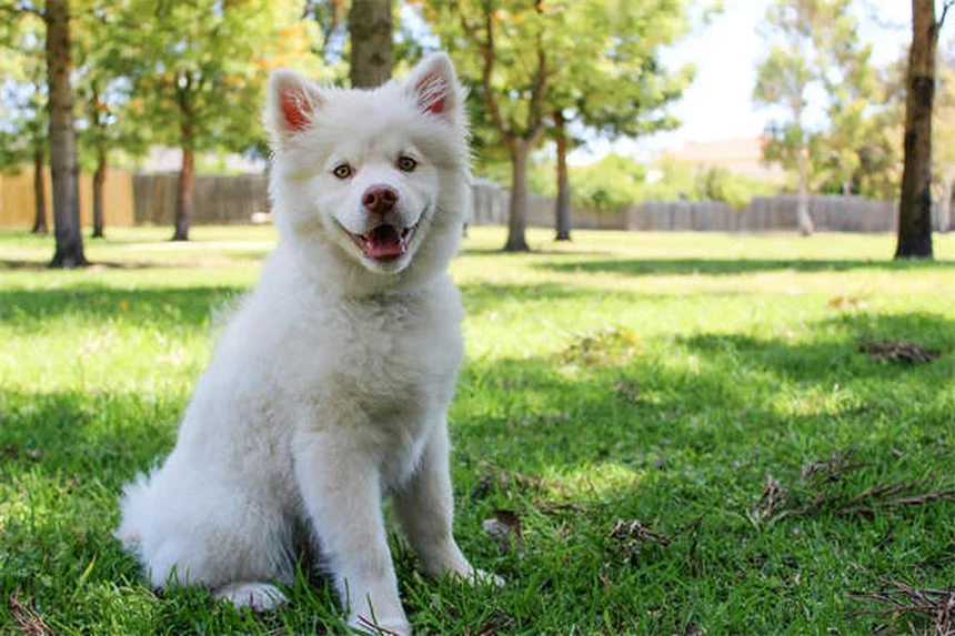 La dirofilariose chez le chien : coûts et traitement expliqués simplement