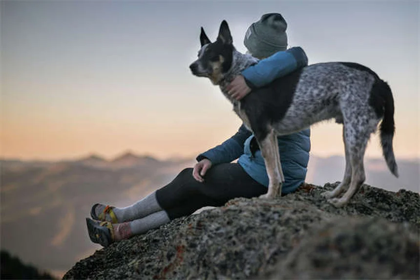 Mon chiot vomit et a la diarrhée : causes et solutions