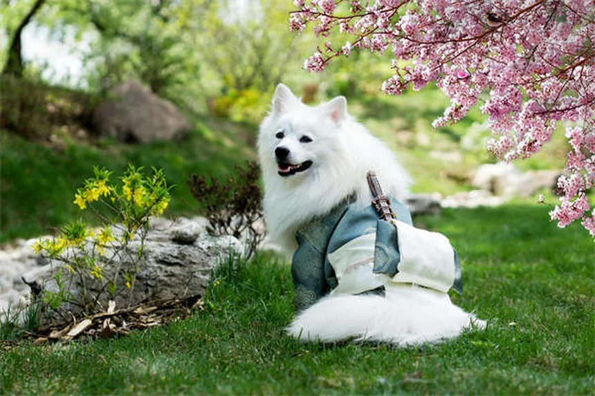 Mon chiot vomit et a la diarrhée : causes et solutions