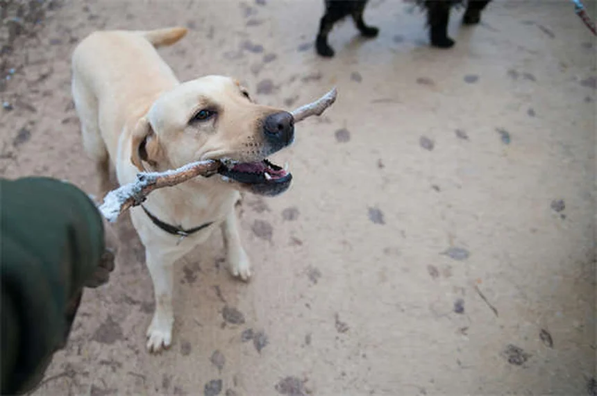 Énalapril pour chien : le guide complet pour protéger le cœur de votre toutou
