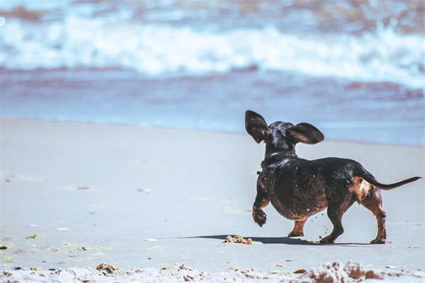 L'énalapril pour chien : le guide complet pour protéger le cœur de votre toutou