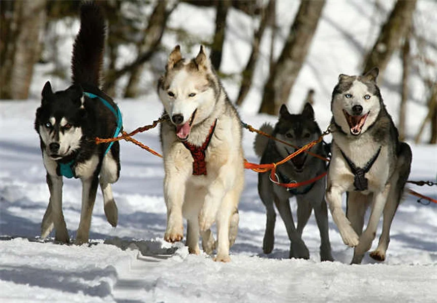 L'énalapril pour chien : le guide complet pour protéger le cœur de votre toutou