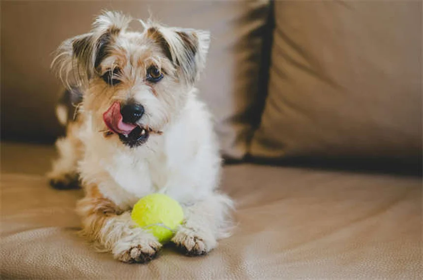Comment stopper l'intimidation canine ? 5 signes que votre chien est un bully