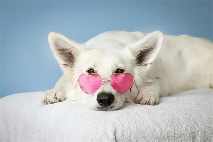 Comment stopper l'intimidation canine ? 5 signes que votre chien est un bully