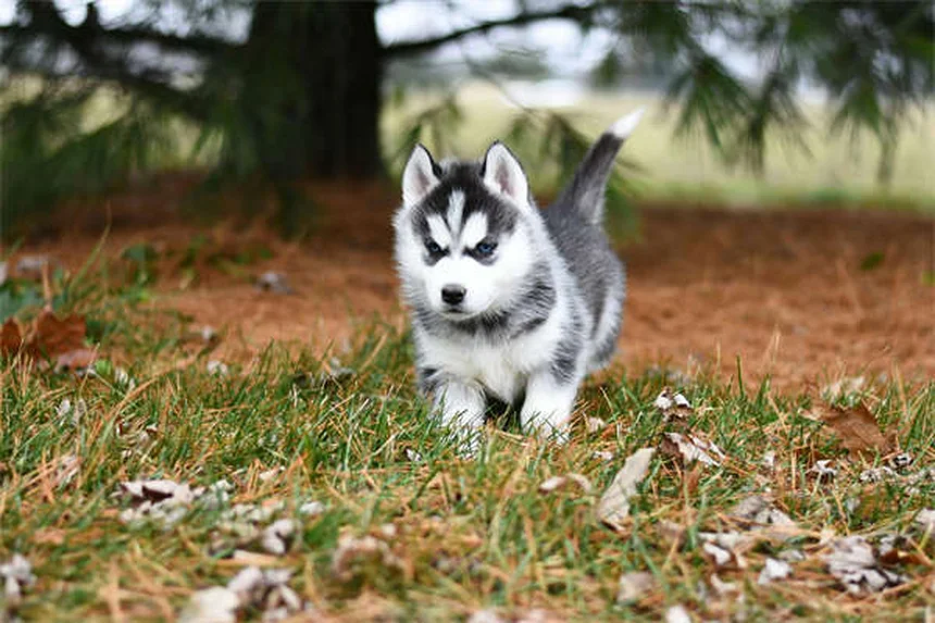 Comment nettoyer les oreilles de son chien : guide complet pour des oreilles saines
