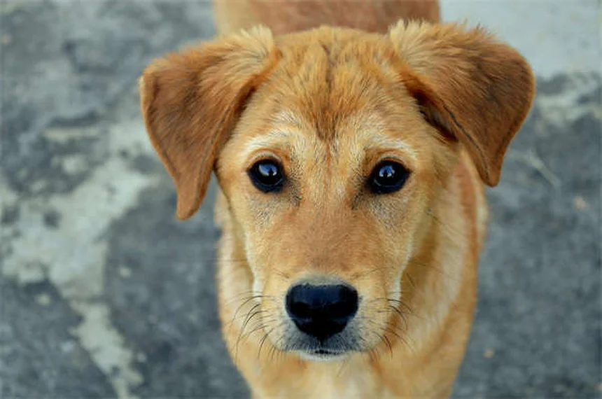 Comment nettoyer les oreilles de son chien : guide complet pour des oreilles saines