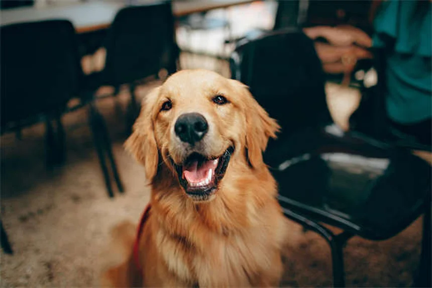Comment nettoyer les oreilles de son chien : guide complet pour des oreilles saines