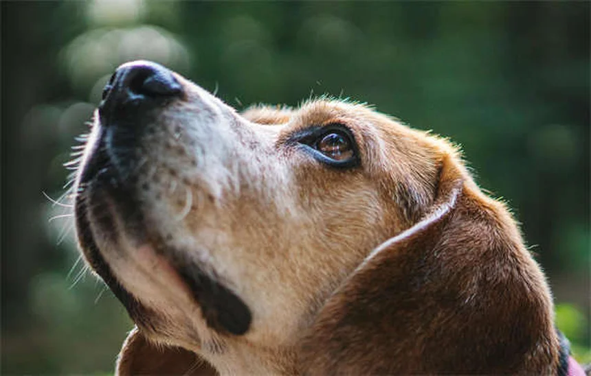 Garde de ressources chez le chien : 5 solutions efficaces pour y remédier