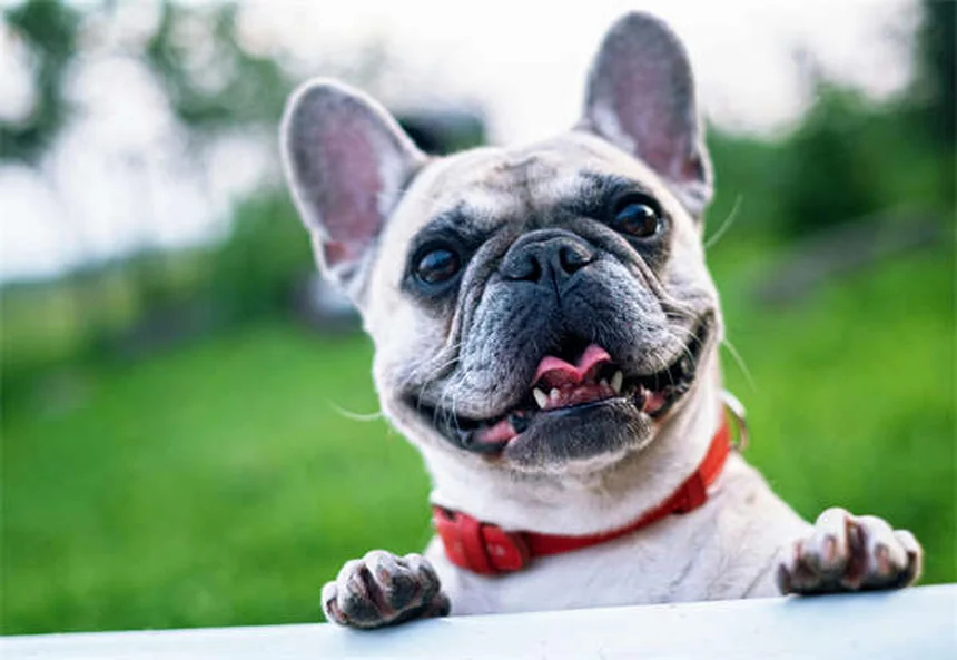 Chat qui mange trop vite : 5 solutions efficaces pour éviter les régurgitations