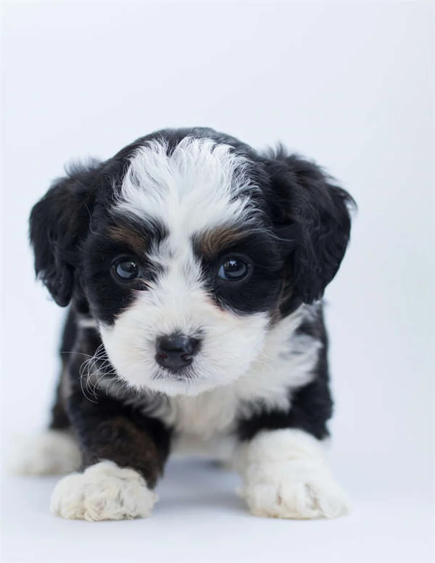 Points chauds chez le chien : 5 solutions efficaces pour les soigner