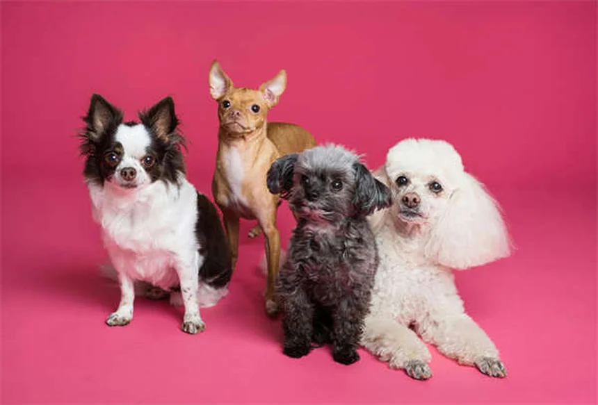 Points chauds chez le chien : 5 solutions efficaces pour les soigner