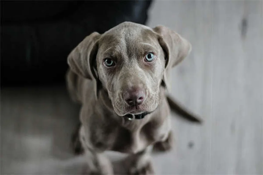 Points chauds chez le chien : 5 solutions efficaces pour les soigner