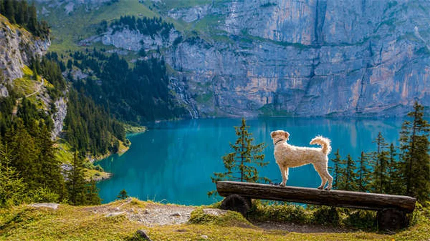 Points chauds chez le chien : 5 solutions efficaces pour les soigner