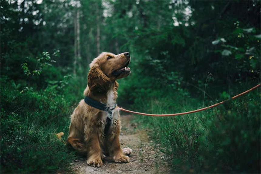 Hyphéma chez le chien : symptômes, causes et traitements urgents